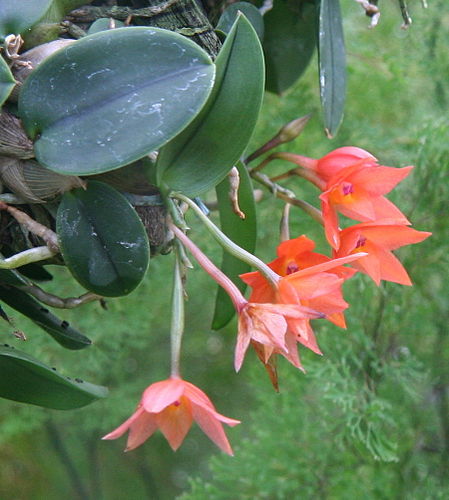 Cattleya cernua